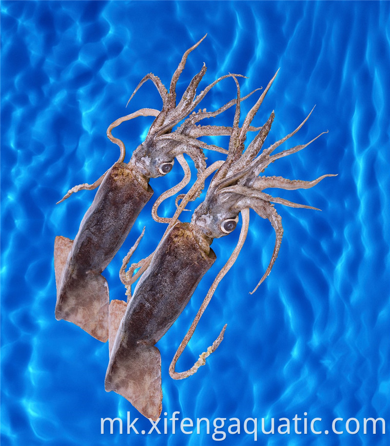 Досидикус Гигас Dosidicus Gigas